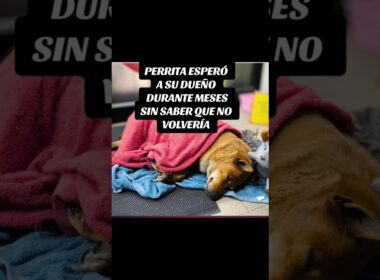 Una historia triste con un final feliz#respetoanimal #adoptar #connectanimal
