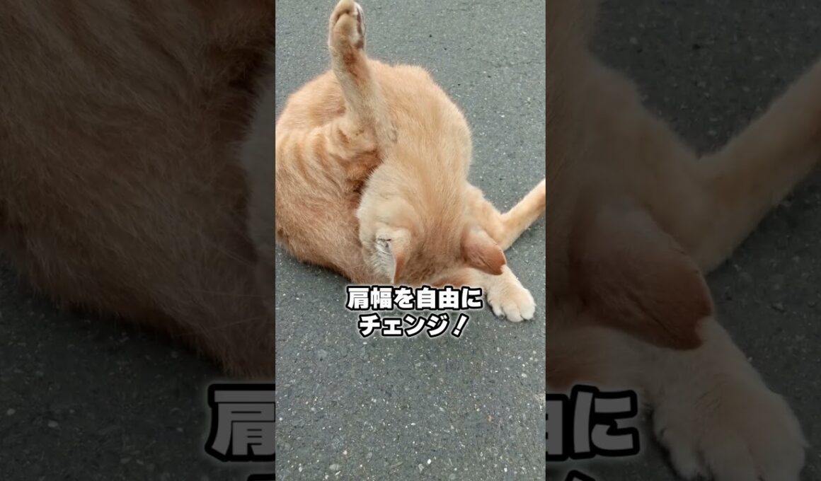 猫の身体能力、バグってます
