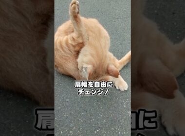 猫の身体能力、バグってます