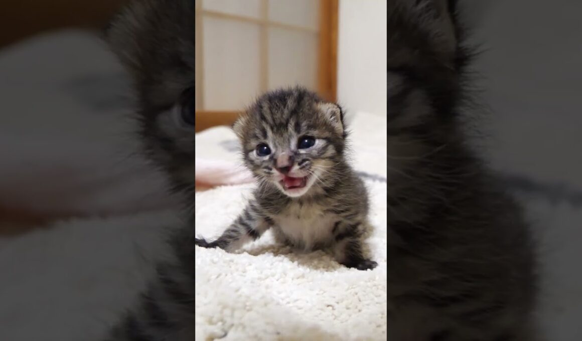 ママを探して鳴きながら部屋を探索する赤ちゃん子猫【赤ちゃん猫　保護猫】