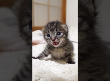 ママを探して鳴きながら部屋を探索する赤ちゃん子猫【赤ちゃん猫　保護猫】