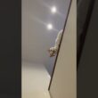 ちょっと怒られた猫#cat #日本猫 #ねこ #保護猫