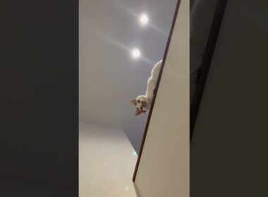 ちょっと怒られた猫#cat #日本猫 #ねこ #保護猫
