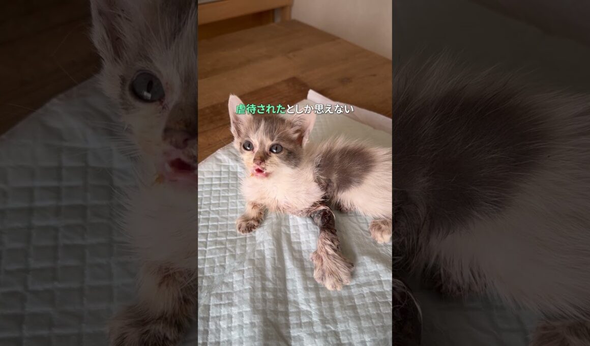 脚を失った子猫が奇跡で歩き出す