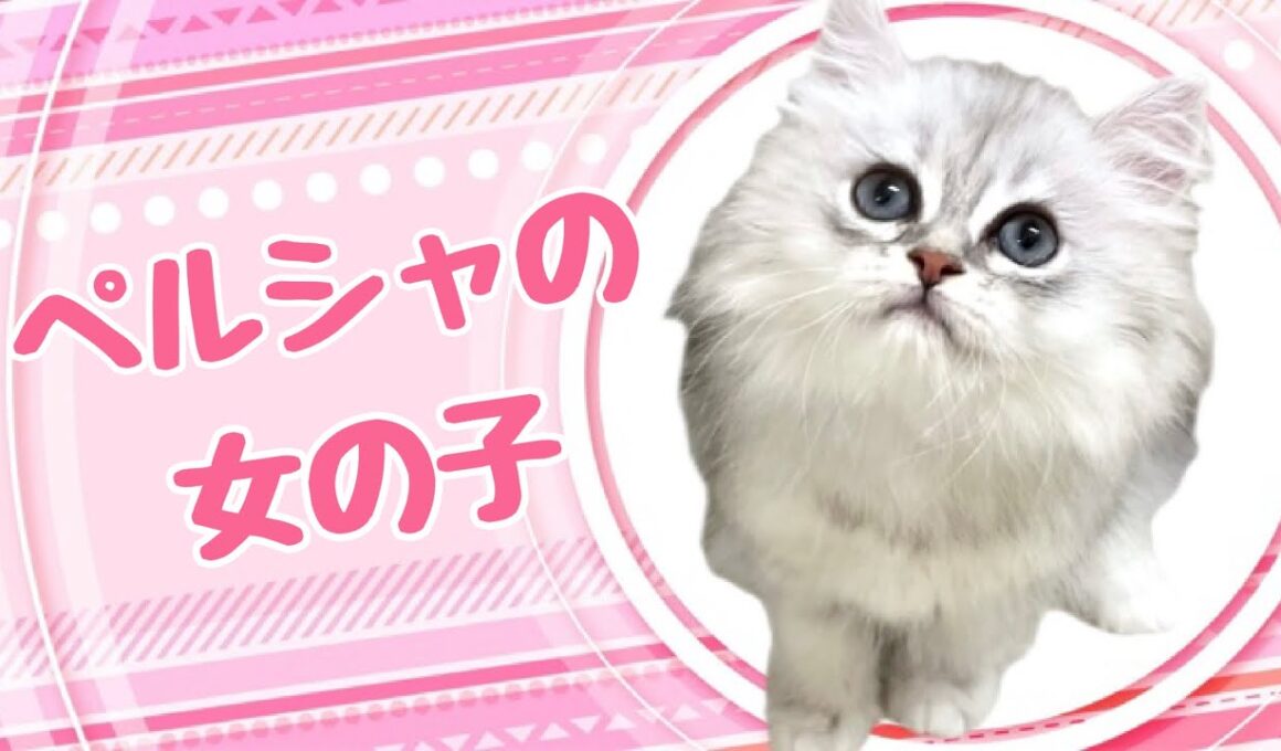 ペルシャの子猫　（和歌山）