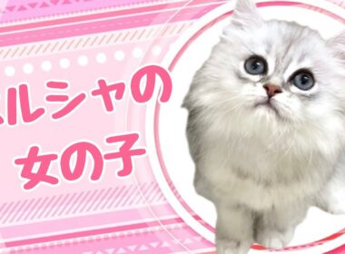 ペルシャの子猫　（和歌山）