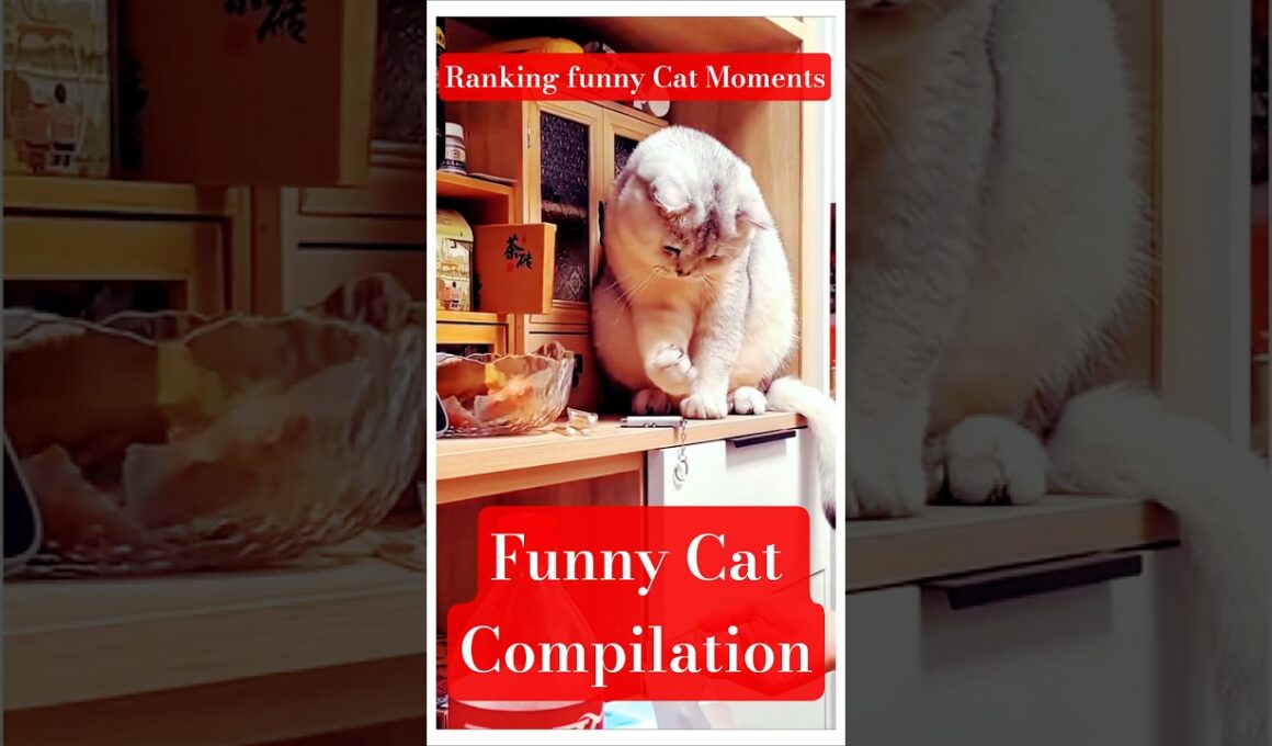 funny cat 😺😻😺 |#vaishalichaudharykhutail #catloverlife#shorts#animation