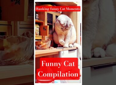 funny cat 😺😻😺 |#vaishalichaudharykhutail #catloverlife#shorts#animation