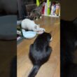 子ネコ３匹。黒猫の黒夢、シャム猫の雫は食事するけど、キジシロの来夢は食欲不振💦明日、病院で点滴を打つしかないな