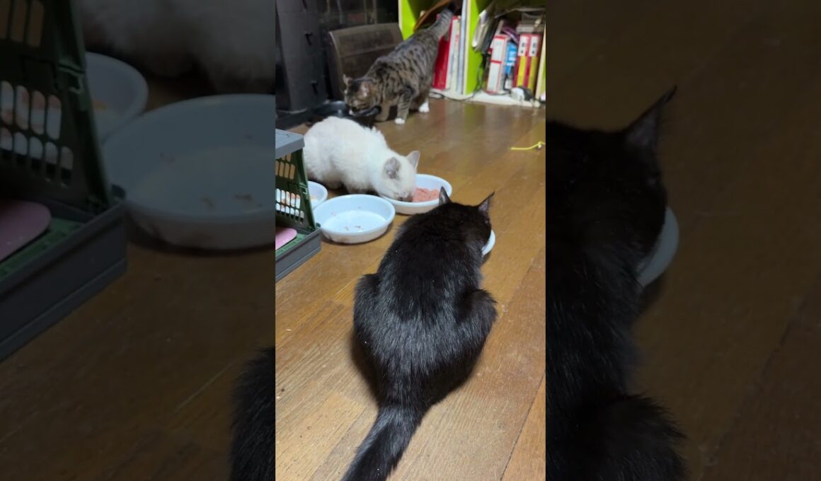 子ネコ３匹。黒猫の黒夢、シャム猫の雫は食事するけど、キジシロの来夢は食欲不振💦明日、病院で点滴を打つしかないな
