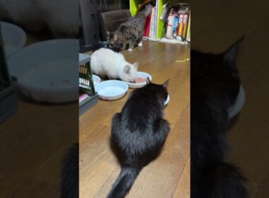 子ネコ３匹。黒猫の黒夢、シャム猫の雫は食事するけど、キジシロの来夢は食欲不振💦明日、病院で点滴を打つしかないな