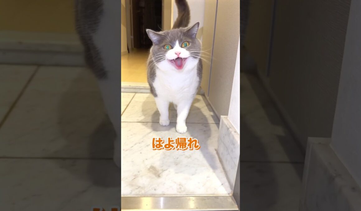 かわいぞおおおおお🫶#お出迎え猫 #ブリティッシュショートヘア#私のお気に入り