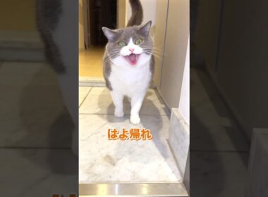 かわいぞおおおおお🫶#お出迎え猫 #ブリティッシュショートヘア#私のお気に入り