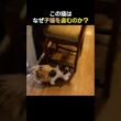 この猫はなぜ子猫を盗むのか？