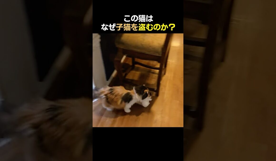 この猫はなぜ子猫を盗むのか？