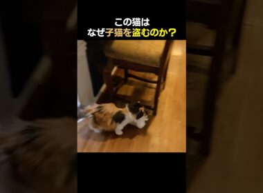 この猫はなぜ子猫を盗むのか？