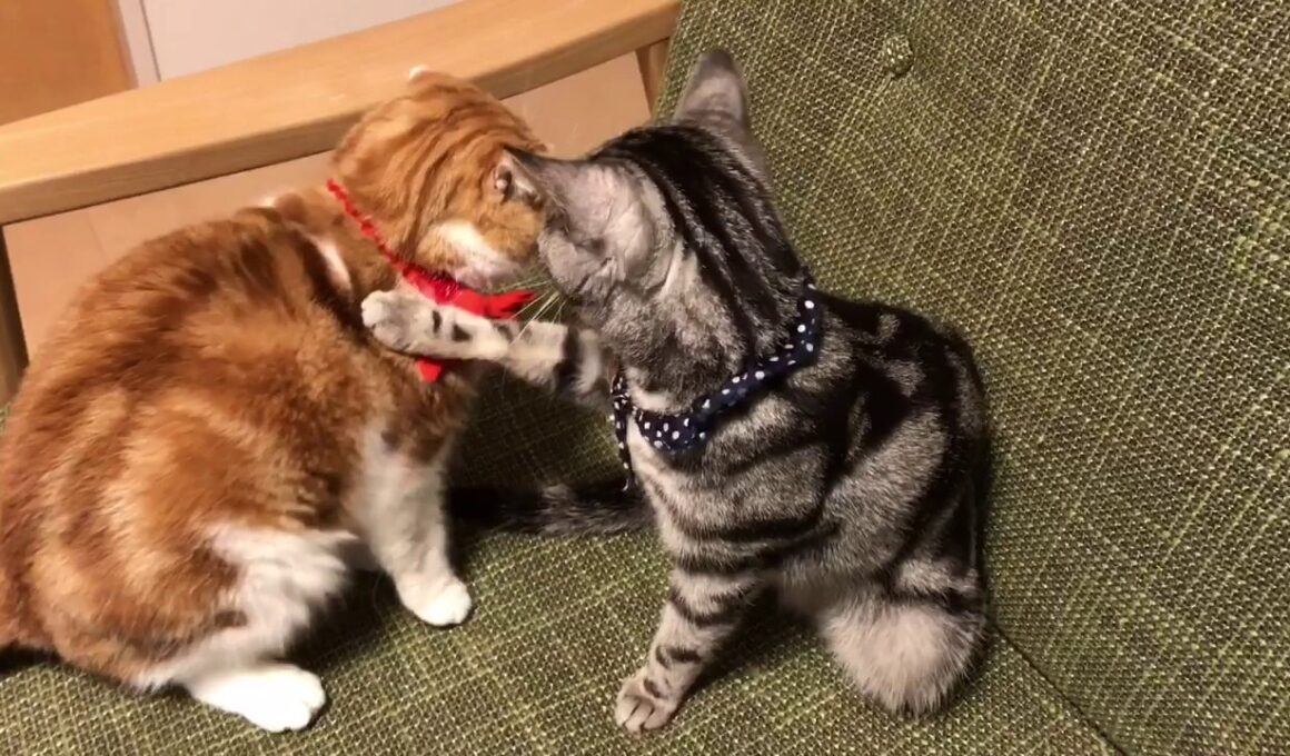 スコティッシュフォールドとアメリカンショートヘア