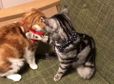 スコティッシュフォールドとアメリカンショートヘア