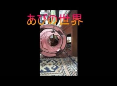 ネコ動画あび＃5268　あびの毎日　アビシニアン　あび