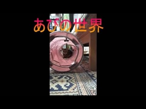 ネコ動画あび＃5268　あびの毎日　アビシニアン　あび