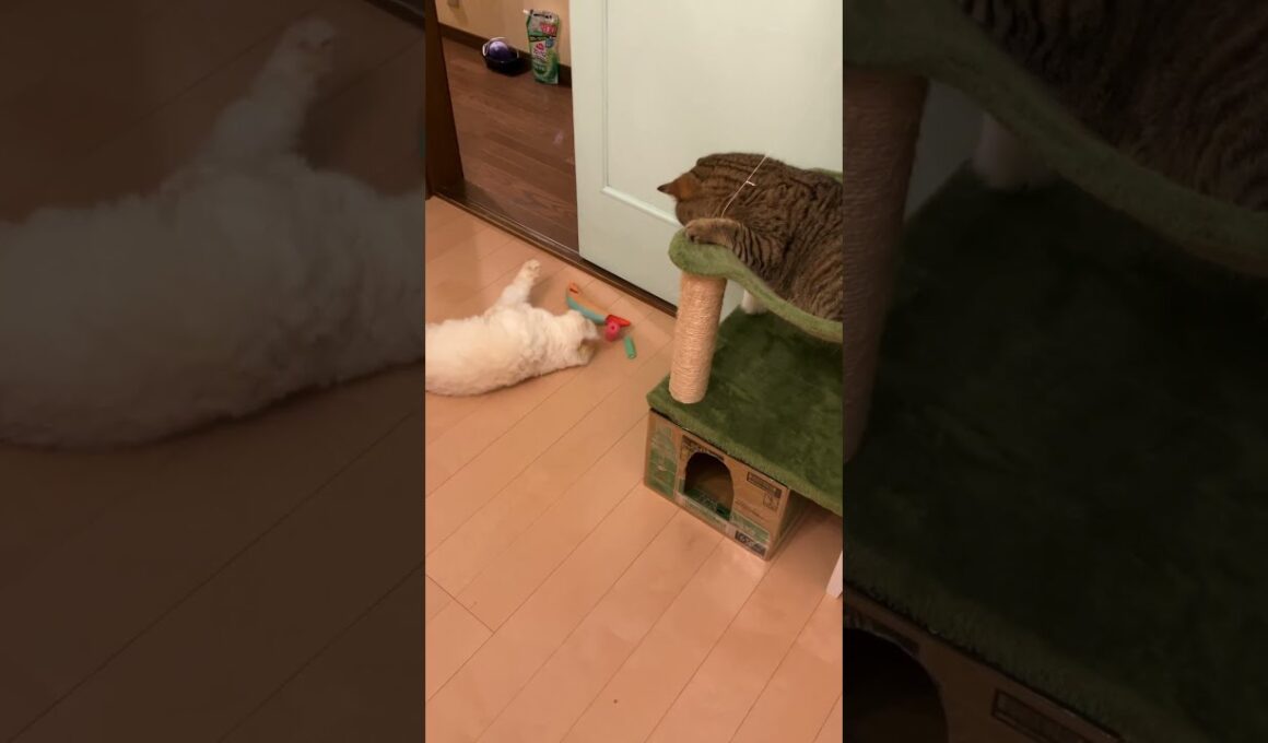 ♥チーノの日常【🙀見られてた…】イギリスから渡航滞在中のスコティッシュ女の子2歳ハーミとホワイトヒマラヤン14歳のチーノ　#shorts　#cat　#pets　猫好き　癒し