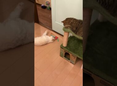 ♥チーノの日常【🙀見られてた…】イギリスから渡航滞在中のスコティッシュ女の子2歳ハーミとホワイトヒマラヤン14歳のチーノ　#shorts　#cat　#pets　猫好き　癒し