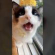 適切なクレーム処理をしているスノーシュー猫 #cat #猫のいる暮らし #猫好きさんと繋がりたい