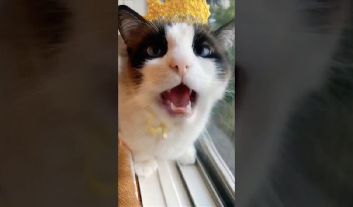 適切なクレーム処理をしているスノーシュー猫 #cat #猫のいる暮らし #猫好きさんと繋がりたい