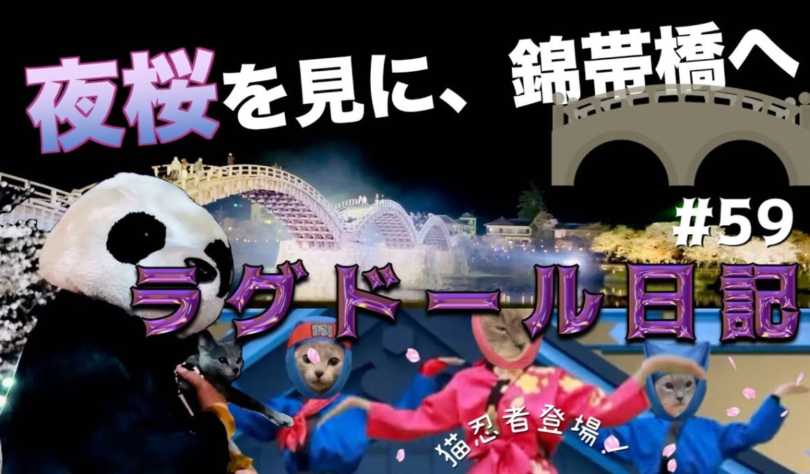 【猫と夜桜】ラグドールとロシアンブルーのアルバブコンビと山口県岩国市の錦帯橋にお花見に行きました。ラグドール日記〜それでもロシブルも好き〜　第59話『アルバブと錦帯橋で花見弁当』