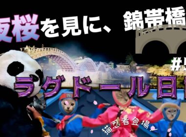【猫と夜桜】ラグドールとロシアンブルーのアルバブコンビと山口県岩国市の錦帯橋にお花見に行きました。ラグドール日記〜それでもロシブルも好き〜　第59話『アルバブと錦帯橋で花見弁当』