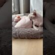 お風呂上がり！綺麗なお肌の毛のない猫たち【スフィンクス】