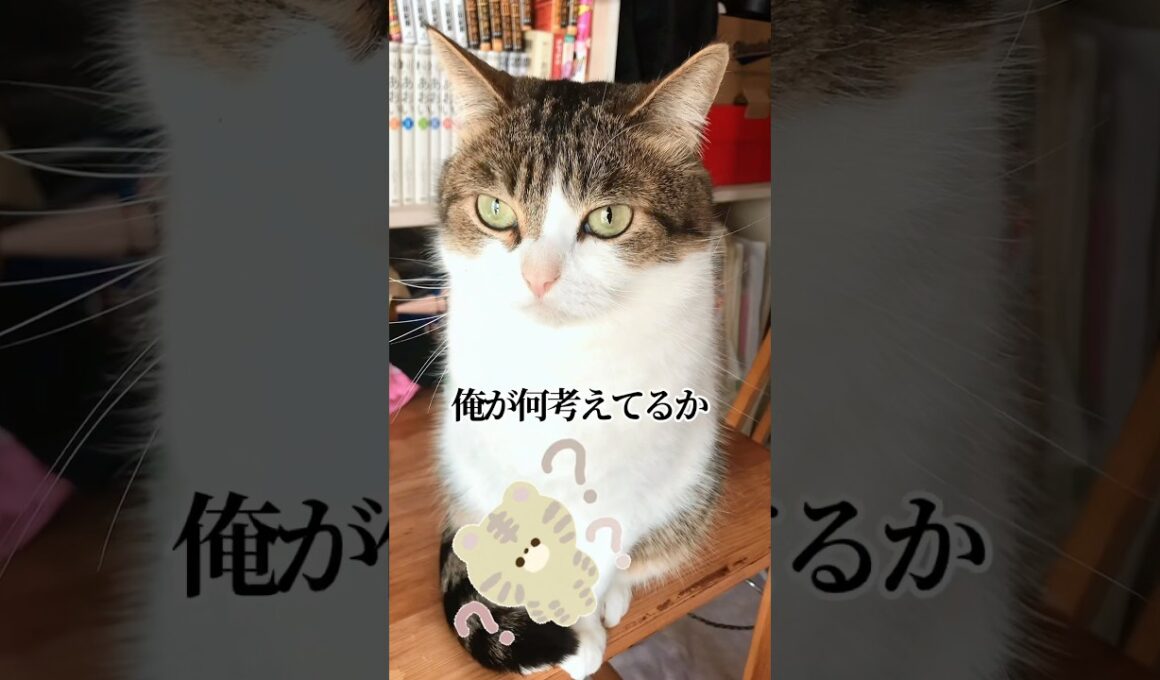 自民党の総裁選が気になる猫😹😂🗳️ #ねこ動画 #猫のいる暮らし #ねこ部 #猫好きさんと繋がりたい #総裁選 #ねこ #shorts