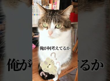 自民党の総裁選が気になる猫😹😂🗳️ #ねこ動画 #猫のいる暮らし #ねこ部 #猫好きさんと繋がりたい #総裁選 #ねこ #shorts