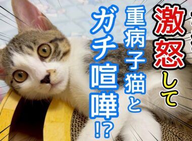 重病の保護子猫がしつこく〇〇するので、母猫が怒ってガチの喧嘩になりました…