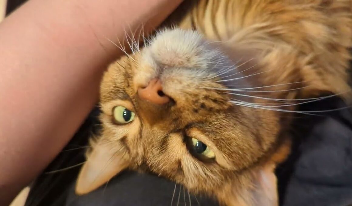 【1326日目】お腹もふもふ #ソマリ #cat