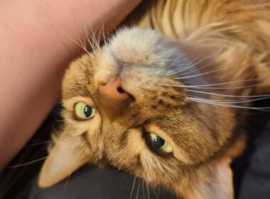 【1326日目】お腹もふもふ #ソマリ #cat