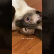 Siamese cat Quinn
