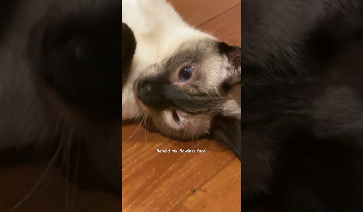 Siamese cat Quinn
