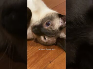 Siamese cat Quinn