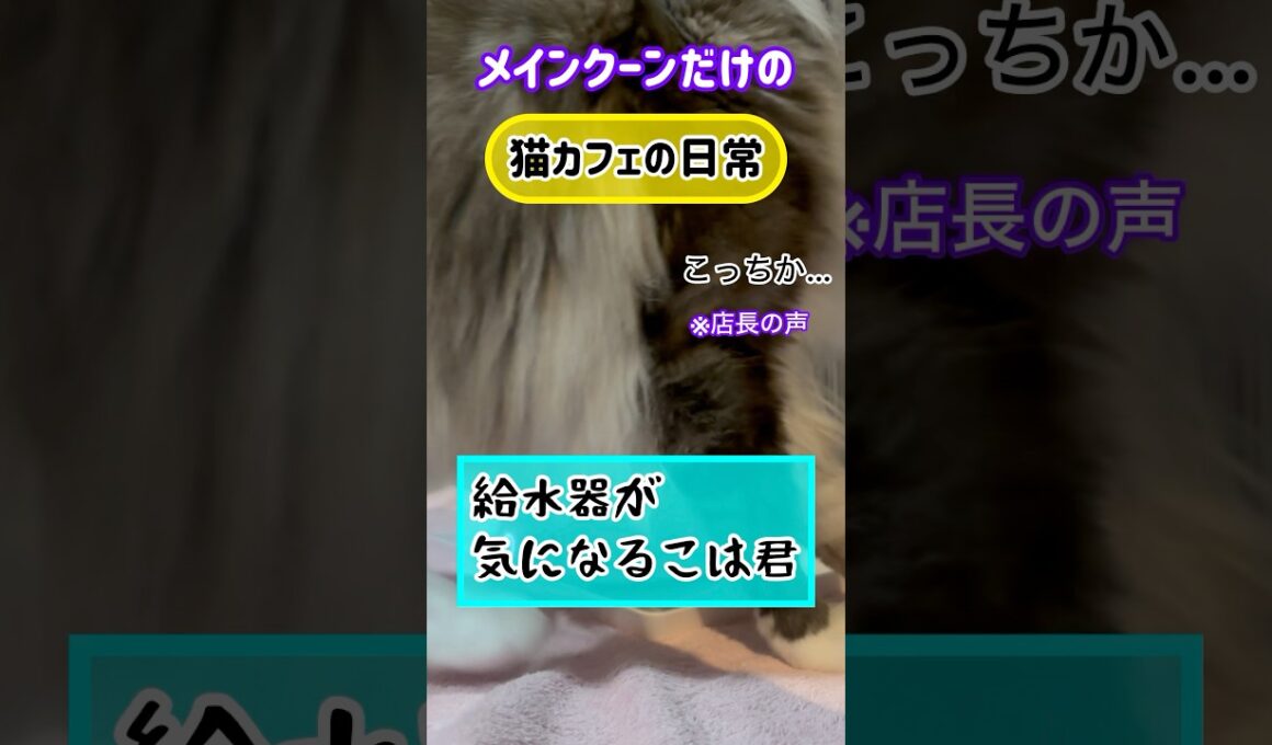 メインクーンだけの【猫カフェの日常】#cat #cooncat #mainecat #もふもふ