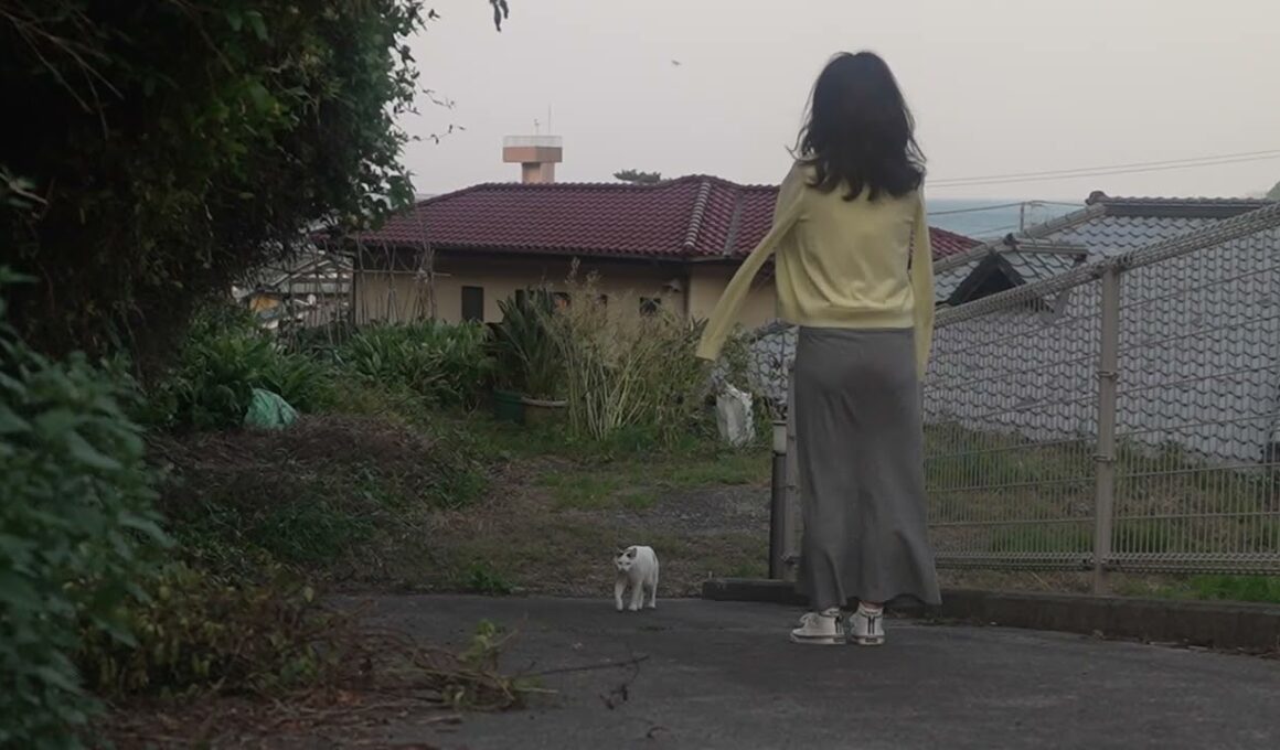 【ジャパニーズ・ボブテイルという猫】田舎町の南熱海、オフショア季節風、強風の中をみんなで一緒にお散歩、初夏の風景、夕方の日課、いつもの散歩道。熱海│伊豆│猫のいる暮らし│保護猫│野良猫