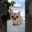 夏が似合う猫5選😼☀️シャム•カオマニー•シンガプーラ•オリエンタルショートヘア•日本猫