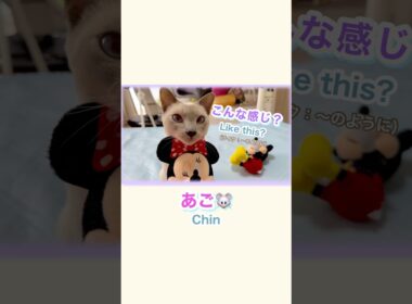 【トンキニーズ】猫の珍しい特技💖真剣な顔であご乗せ、できるようになって可愛い✨ #トンキニーズ #猫動画 #あごのせ