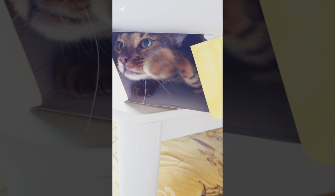 ていっ！ #猫 #猫動画 #猫のいる暮らし #ベンガル #cat #fyp #shorts #short