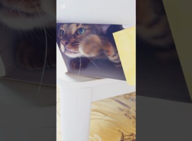 ていっ！ #猫 #猫動画 #猫のいる暮らし #ベンガル #cat #fyp #shorts #short