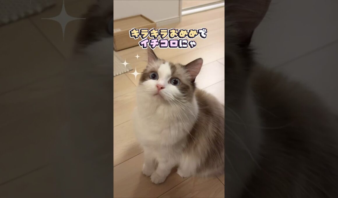 こんな顔されたら断れない！おねだりする猫#ラグドール #猫 #cat #おねだり