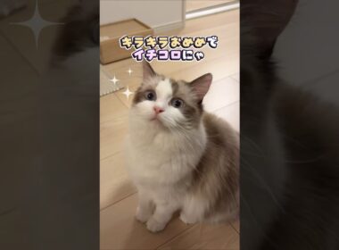 こんな顔されたら断れない！おねだりする猫#ラグドール #猫 #cat #おねだり