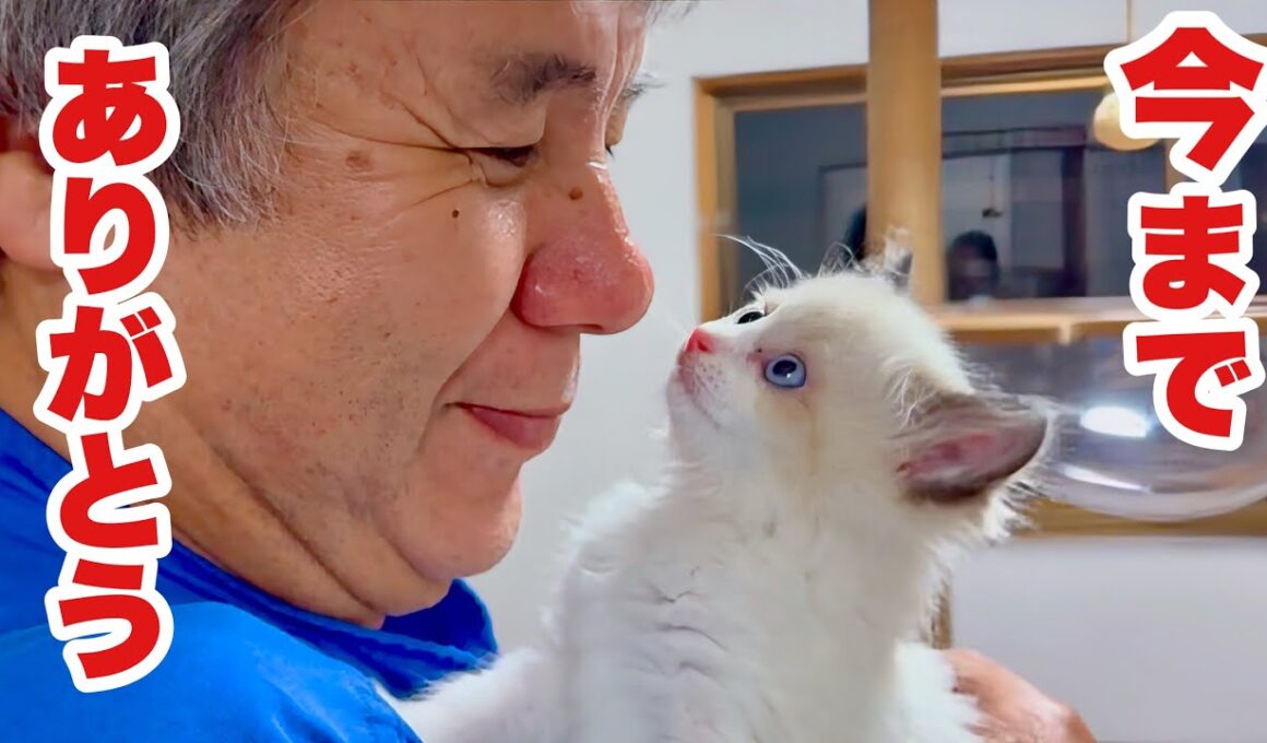 ドブから救われた小さな命 ～奇跡の子猫､2ヶ月記録～