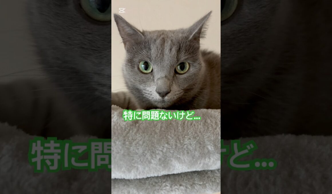 見たね⁉️ #猫 #ロシアンブルー #shorts