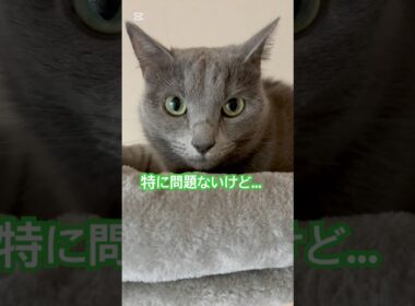 見たね⁉️ #猫 #ロシアンブルー #shorts